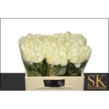 product/img.floraplaza.nl/RAVAL5A-LIVE_fotos-0xD812C15647ACE51BA9A62D9A52FE4652F7FFDA37.jpg