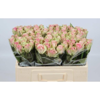 product/img.floraplaza.nl/RBEL5-LIVE_fotos-0x0010D0C8FCCAB2301DA8C7DF428F1366FCBFC525.jpg