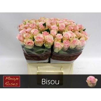 product/img.floraplaza.nl/RBIS4-LIVE_fotos-0xB9E204E4EA5BEAFFF361B156161ACAA3D089C694.jpg