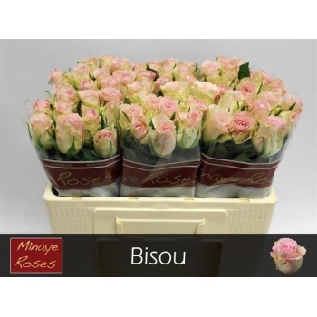 product/img.floraplaza.nl/RBIS5-LIVE_fotos-0x9F7C1F25785DC073F69C36CFB4B03E740C5C83CD.jpg