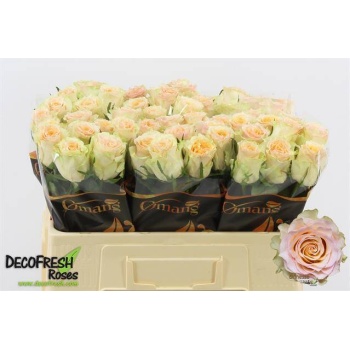 product/img.floraplaza.nl/RBRI5-LIVE_fotos-0xC1A1A639CBAF02E772F6CFB9BFD7537344EC4DBD.jpg