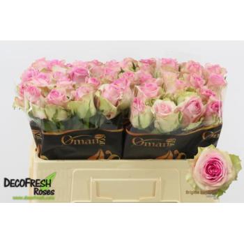 product/img.floraplaza.nl/RBRIG5-LIVE_fotos-0x360DF2D15918A21911F45CE6AEC51CC319D5BEC6.jpg