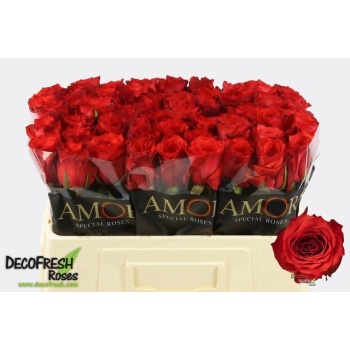 product/img.floraplaza.nl/RBRO5-LIVE_fotos-0xF21D33C724000F77234E14207F49640FEF17E062.jpg