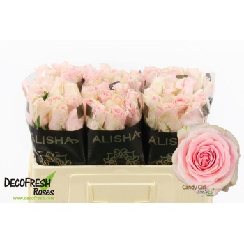 product/img.floraplaza.nl/RCANG5-LIVE_fotos-0xE561FA7558C3CB04484B27B3632BF16C7BCDEE44.jpg