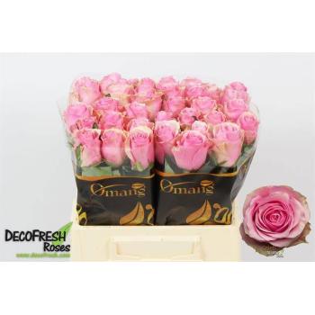 product/img.floraplaza.nl/RCELE4-LIVE_fotos-0x7CC5CF1F74172F111CBF163BC4BD1E4901166B06.jpg