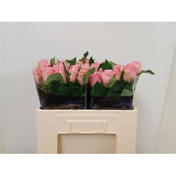 product/img.floraplaza.nl/RCELE5-LIVE_fotos-0x3D2C647B5213463A99589355FDA9CE1FC5B117E1.jpg