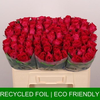 product/img.floraplaza.nl/RCER5-LIVE_fotos-0xA8B9BEDDCCA1D380061FD5A9AE34343F47D2D506.jpg