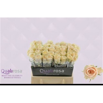 product/img.floraplaza.nl/RCHA4-LIVE_fotos-0x7DD2C000CBA4A8315D491A9ECC1690B7D8D9A69C.jpg