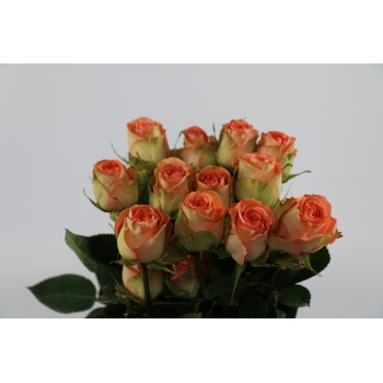 product/img.floraplaza.nl/RCOUH5-ART_fotos-Coloriginz-Rosa Ec Country Home Bos.jpg