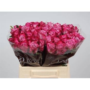 product/img.floraplaza.nl/RDEEP4-LIVE_fotos-0xA18D9501EFFB7258B2D50BD2224D7AC7335D7D3F.jpg