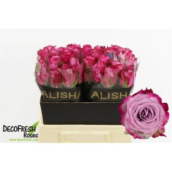 product/img.floraplaza.nl/RDEEP4-LIVE_fotos-0xBC195D5C81C167B5BC4924C440B008BCCF09614C.jpg