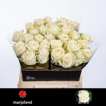 product/img.floraplaza.nl/RDOL4-LIVE_fotos-0x2FD74E6F10D4E536271163F9F5188E958CCCBF85.jpg