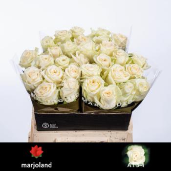 product/img.floraplaza.nl/RDOL4-LIVE_fotos-0x86727651C1CBB6154C56AC8F89C14354422FE831.jpg