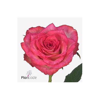 product/img.floraplaza.nl/RDOU4-ART_fotos-VBN-vbn117150.jpg