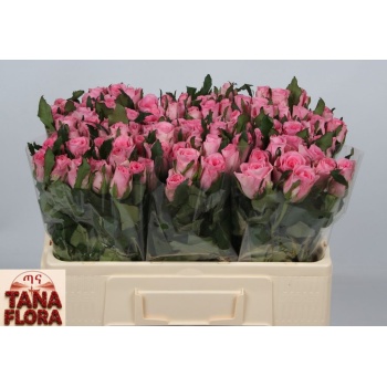 product/img.floraplaza.nl/RELI5-LIVE_fotos-0xED8C66DBA285E83D1279648CF89FB700A0DABDAD.jpg