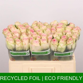 product/img.floraplaza.nl/RESPE5-LIVE_fotos-0x65B7A9A29F8DFA6E73BB151811F0FAC010D15AAF.jpg product/img.floraplaza.nl/RESPE5-LIVE_fotos-0x65B7A9A29F8DFA6E73BB151811F0FAC010D15AAF.jpg