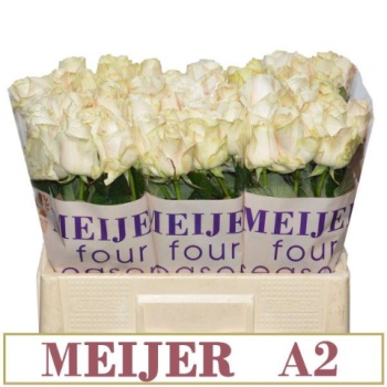 product/img.floraplaza.nl/RFOU55-LIVE_fotos-0x36D8D65A77F72DD37BD80324FA379383A5BC6E87.jpg