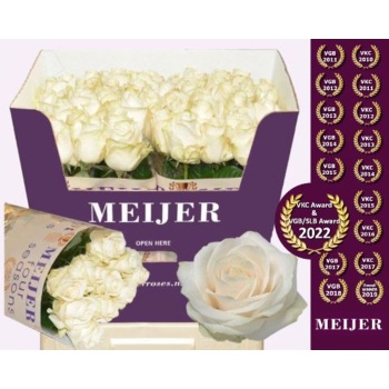 product/img.floraplaza.nl/RFOU7-LIVE_fotos-0xBF0090EF1BBB31737B75EEDE63E55C95342F567B.jpg