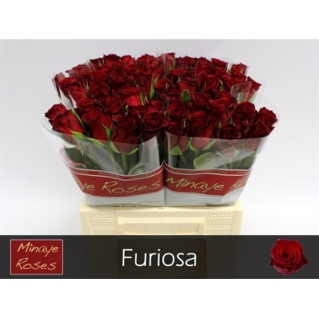product/img.floraplaza.nl/RFUR4-LIVE_fotos-0xEA5EFB46558159CE59AF3B264259E3FC21504EDC.jpg