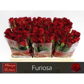 product/img.floraplaza.nl/RFUR5-LIVE_fotos-0x9A71F427989A555FD336E58BEFB80F40D6B21981.jpg