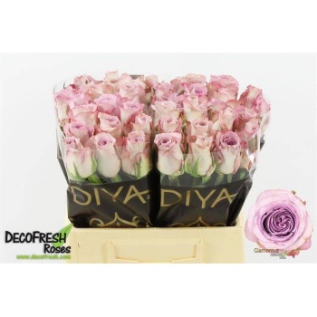 product/img.floraplaza.nl/RGLA4-LIVE_fotos-0x96475D5423CDE65BFC1596261BFF92546260AEFE.jpg