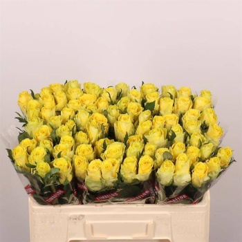 product/img.floraplaza.nl/RGOO5-LIVE_fotos-0x441DF0BBE38A9F7E6831147E238CF8BA7F718D98.jpg