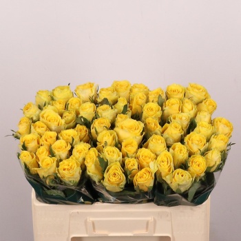 product/img.floraplaza.nl/RGOO5-LIVE_fotos-0x8974A6E2449AC2E57C79FE85BE1DC5B7E56903B3.jpg