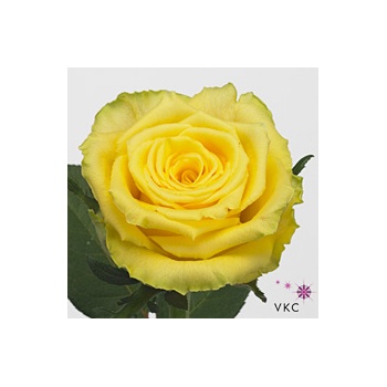 product/img.floraplaza.nl/RGOO6-ART_Fotos-VBN-vbn103581.jpg