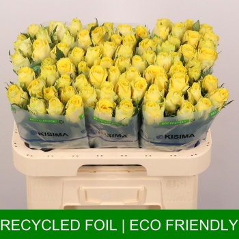 product/img.floraplaza.nl/RGOO6-LIVE_fotos-0x1B36EDEFE0FCF43B4E164E41020D2427FA1A94D1.jpg