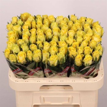 product/img.floraplaza.nl/RGOO6-LIVE_fotos-0x5C16F33D42E8497A0C6741788E397620AA5CA9C7.jpg