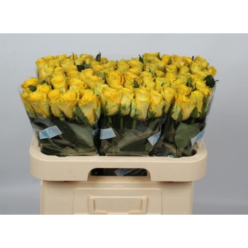 product/img.floraplaza.nl/RGOO6ETH-LIVE_fotos-0x0E27AED48CA9931EECE362D02A9A2B0495AB87D9.jpg