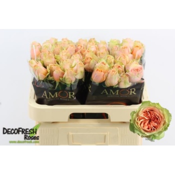 product/img.floraplaza.nl/RGRAV6-LIVE_fotos-0xE90C7964F323F77882E2736C37A371D05B8F357A.jpg