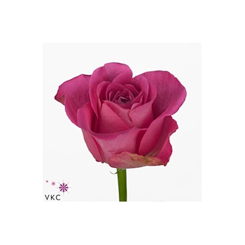 product/img.floraplaza.nl/RH3O5-ART_Fotos-VBN-vbn106672.jpg