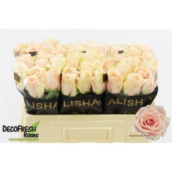 product/img.floraplaza.nl/RHARP5-LIVE_fotos-0x9FB87DCC0FDE962FC031C42865D5FB3BF7FC7F69.jpg