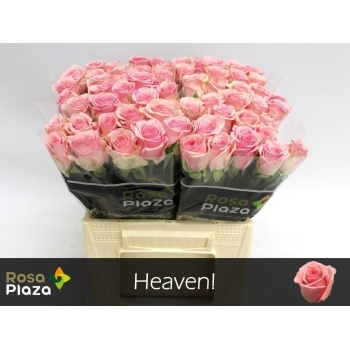 product/img.floraplaza.nl/RHEA4-LIVE_fotos-0x1375B16C5BF530866AE5191CFA1A573729B1B60B.jpg