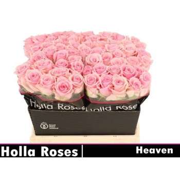product/img.floraplaza.nl/RHEA4-LIVE_fotos-0x191EC652C657101FD523DA81BDE7D9EB040D11F3.jpg