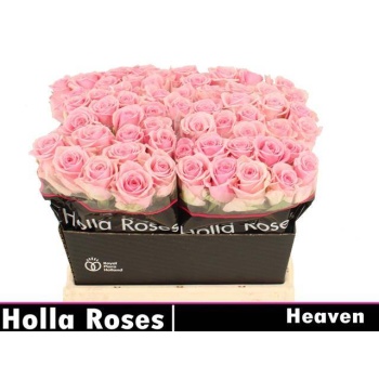 product/img.floraplaza.nl/RHEA4-LIVE_fotos-0x9290D6A4ADF87A251E6CC8240366A1AC1EEA774D.jpg