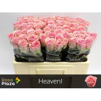product/img.floraplaza.nl/RHEAV5-LIVE_fotos-0x35B2A8F98406427A329A4146479BC813579C7882.jpg