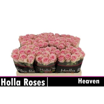 product/img.floraplaza.nl/RHEAV5-LIVE_fotos-0xD669C9680039A97A0E6724B63E8EC5711D3B031F.jpg
