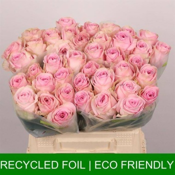 product/img.floraplaza.nl/RHEI4-LIVE_fotos-0x79073FDE12C61A9D90EA350550F44F9C1C1CB552.jpg product/img.floraplaza.nl/RHEI4-LIVE_fotos-0x79073FDE12C61A9D90EA350550F44F9C1C1CB552.jpg