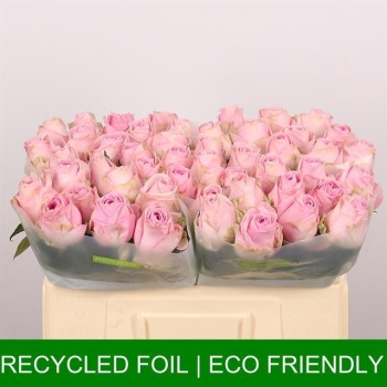 product/img.floraplaza.nl/RHEI5-LIVE_fotos-0x4531DBD90208153CD9508BFA4FBACA676FB7A8F9.jpg