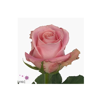 product/img.floraplaza.nl/RHER5-ART_fotos-VBN-vbn110494.jpg