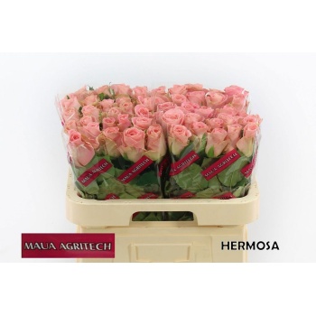 product/img.floraplaza.nl/RHERM6-LIVE_fotos-0xDBB95F4EC6BAEE3A9398D4AEA56DA680A32148CB.jpg