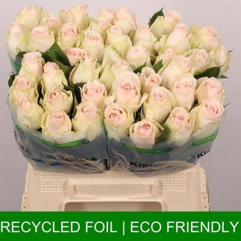 product/img.floraplaza.nl/RHIG4B-LIVE_fotos-0x293704491865A8C56972B10A8007F39A9335AAE1.jpg