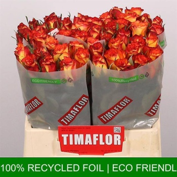 product/img.floraplaza.nl/RHIG4M-LIVE_fotos-0x27A52DF985BDDC16410AE47312FB7C04548F6C9A.jpg
