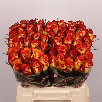 product/img.floraplaza.nl/RHIG4M-LIVE_fotos-0x7375CA24542124DE858896AC6A132A07E8FCF532.jpg