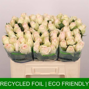 product/img.floraplaza.nl/RHIG5B-LIVE_fotos-0x13EFBC1A7DBDF14A00CE3D6DF8F1228F5B9A068F.jpg
