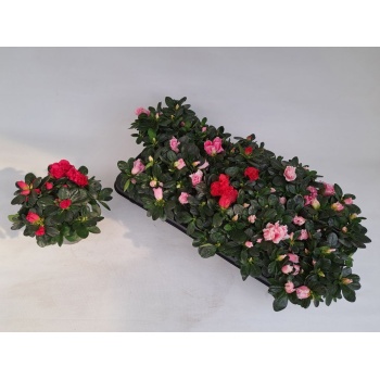 product/img.floraplaza.nl/RHO510-LIVE_fotos-0xCEDE5012AD796EB9AF79D9635FBCE7BABE65A1F9.jpg