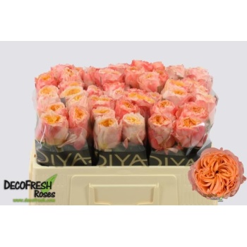 product/img.floraplaza.nl/RIMAG5-LIVE_fotos-0x911DFF5177396F11C02E5CCE6A009B9765D0DAEB.jpg