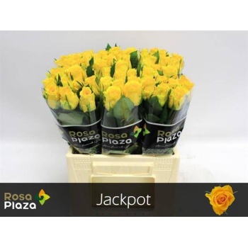 product/img.floraplaza.nl/RJAC4-LIVE_fotos-0x9D91DD33A1289BC7A7969E3381D62A03B3336614.jpg product/img.floraplaza.nl/RJAC4-LIVE_fotos-0x9D91DD33A1289BC7A7969E3381D62A03B3336614.jpg